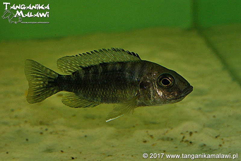 Aulonocara stuartgranti 'Ngara'